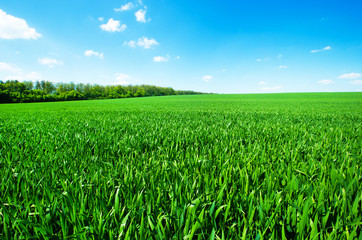 Obraz premium green field and blue sky