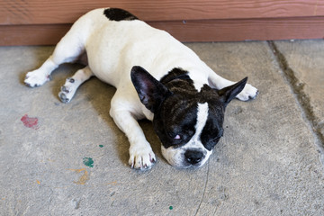 Beautiful Pug puppy with a sad face very serious sleepy.