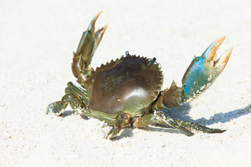 crab on beach