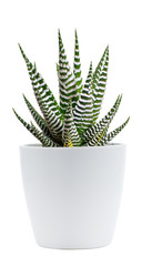 Zebra plant