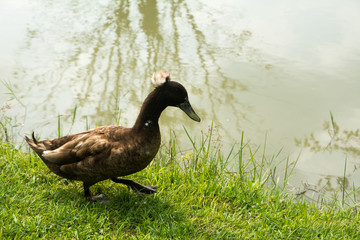 Duck