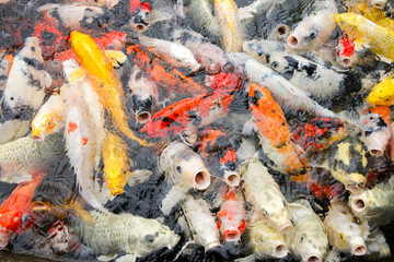 Fish farming