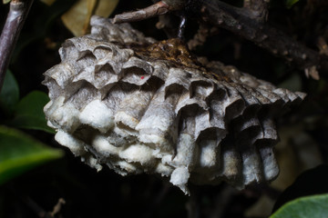 wasp home