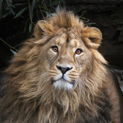 Un lion asiatique avec une crinière hirsute dans une forêt ombragée. Le roi des bêtes, le plus gros chat du monde, regarde droit dans la caméra. Le prédateur le plus dangereux et le plus puissant du monde. Image carrée.