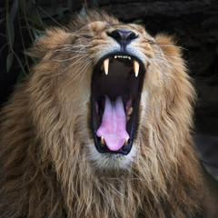 Fototapeta na wymiar Open jaws of an Asian lion, resting in forest shadow. The King of beasts, biggest cat of the world. The most dangerous and mighty predator of the world shows his huge fangs. Square image..