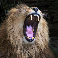 Huge fangs of an Asian lion, resting in forest shadow. The King of beasts, biggest cat of the...