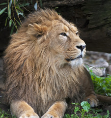 Portrait of a calm Asian lion, resting in shady forest. The King of beasts, biggest cat of the world. The most dangerous and mighty predator of the world. Square image.