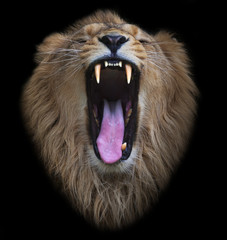 The head of a yawning Asian lion, isolated on black background. The King of beasts, biggest cat of...