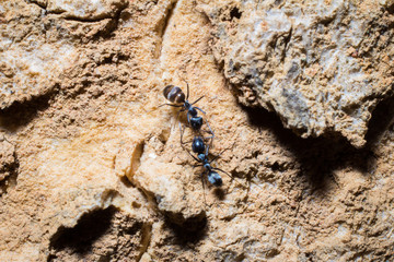 ant