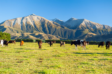 Cows grazing on a green meadow in New Zealand