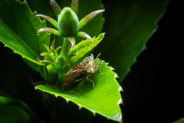 bug