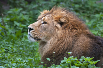 Side face portrait of an Asian lion, lying among green grass. The King of beasts, biggest cat of the world. The most dangerous and mighty predator of the world. Wild beauty of the nature.