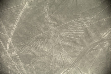  Condor