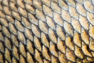 Carp fish scales grunge texture back ground