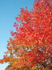 紅葉のモミジバフウ