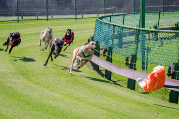 Greyhound racing