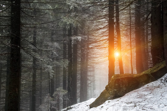 Fototapeta winter forest in carpathian mountains with snow and hoarfrost on a sunny evening