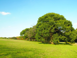 Fototapeta premium 楠のある草原