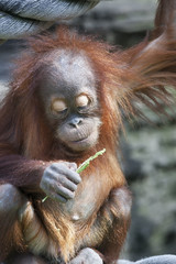 An orangutan baby, investigating a grass halm in his paw. A little great ape is going to be an alpha male. Human like monkey cub in shaggy red fur. Beauty of the wildlife.