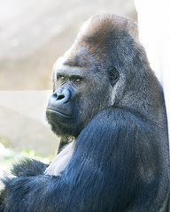 Fototapeta premium Side portrait of a gorilla male, severe silverback. Menacing expression of the great ape, the most dangerous and biggest monkey of the world. The chief of a gorilla family.