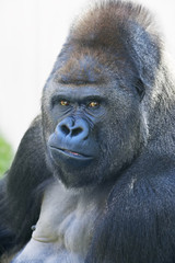 Fototapeta premium Portrait of a gorilla male, severe silverback. Menacing expression of the great ape, the most dangerous and biggest monkey of the world. The chief of a gorilla family.