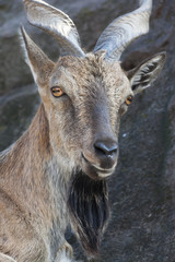 The head and shoulder of a markhor male. Majestic goat on rocky background. Wild animal alpinist with awful screw horns. Wild beauty of the great buck.
