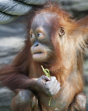 Side look of an orangutan baby with a twig in his paw. A little great ape is going to be an alpha male. Human like monkey cub in shaggy red fur. Beauty of the wildlife.
