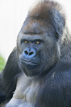 Portrait of a gorilla male, severe silverback. Menacing expression of the great ape, the most dangerous and biggest monkey of the world. The chief of a gorilla family.