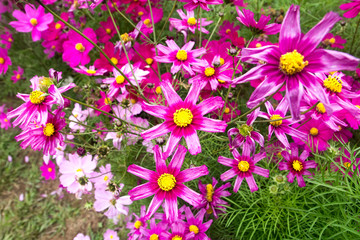 Fototapeta premium Flowers