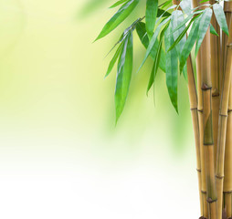 Fototapeta na wymiar Yellow bamboo with leaves