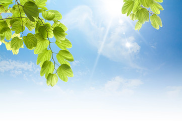 beauty peaceful sky with green leaf as background