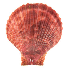 shell see pectinidae on the white background