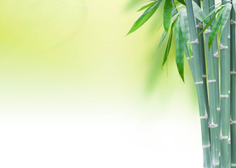 Fototapeta na wymiar green bamboo with leaves