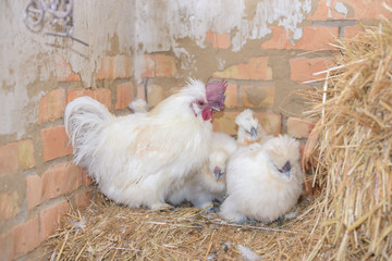 The rooster in the henhouse