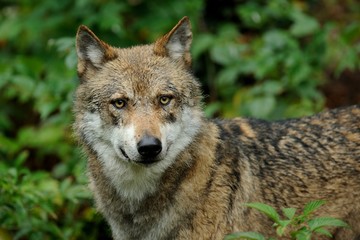 Naklejka na ściany i meble The gray wolf (canis lupus)