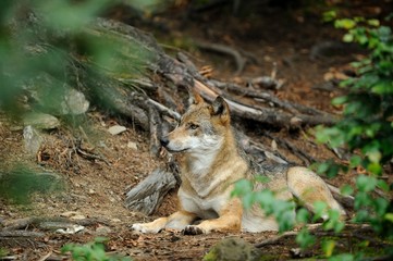 The gray wolf (canis lupus)