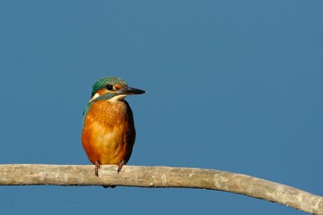 Kingfisher (Alcedo atthis)