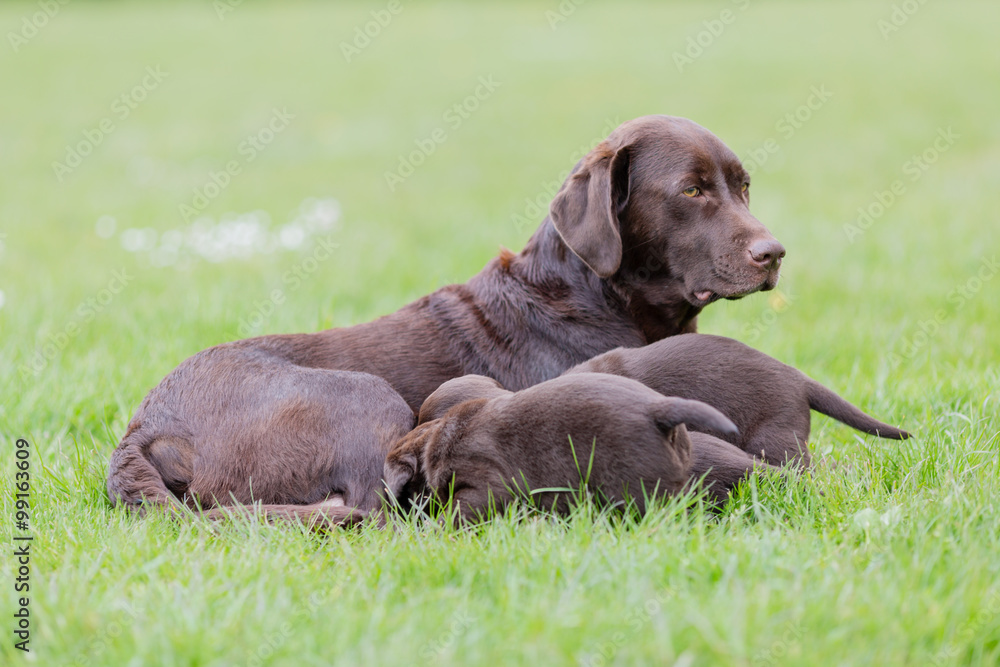 Wall mural brown labrador retriever mother with her litter of puppies