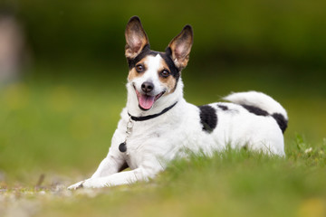 Naklejka na ściany i meble Happy and smiling Danish Swedish farm dog