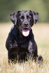 Black labrador retriever