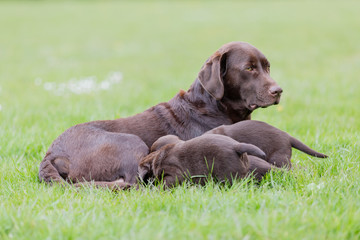 Brown labrador retriever mother with her litter of puppies
