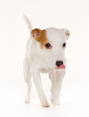 Danish Swedish Farmdog