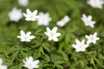 White anemone flower in blossom