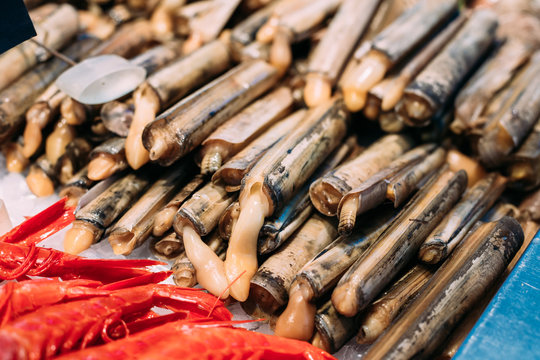 Spanish Alive razor clams shells Navajas on market store shop