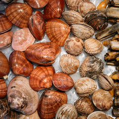 Background of spanish shells on ice on market store shop. 