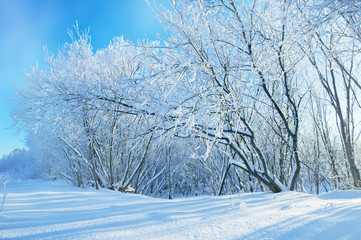 Fototapeta premium Winter landscape with trees covered with snow