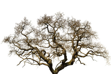 Fototapeta na wymiar Tree isolated and white background