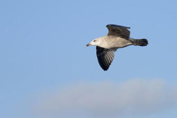 European Herring Gull, Larus argentatus