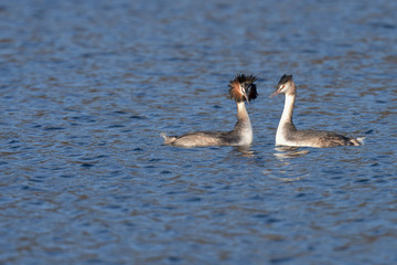 Great Crested Grebe, Podiceps cristatus