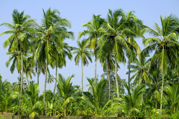Fototapeta na wymiar palm grove in India